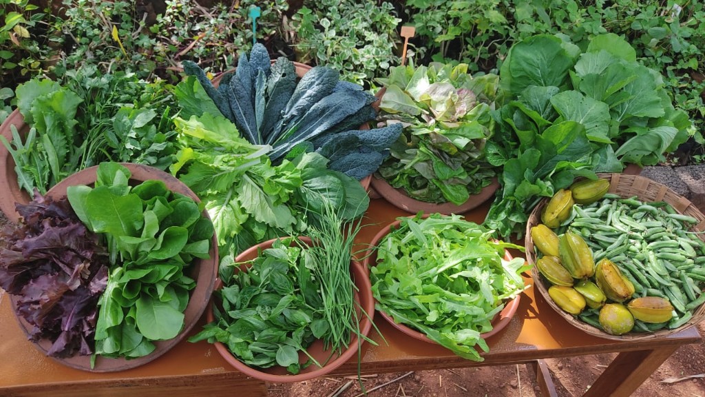 Fresh organic vegetables and herbs harvested in bowls on a farm table