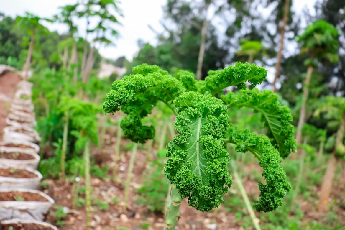 Close-up of young leafy greens growing in an organic vegetable bed