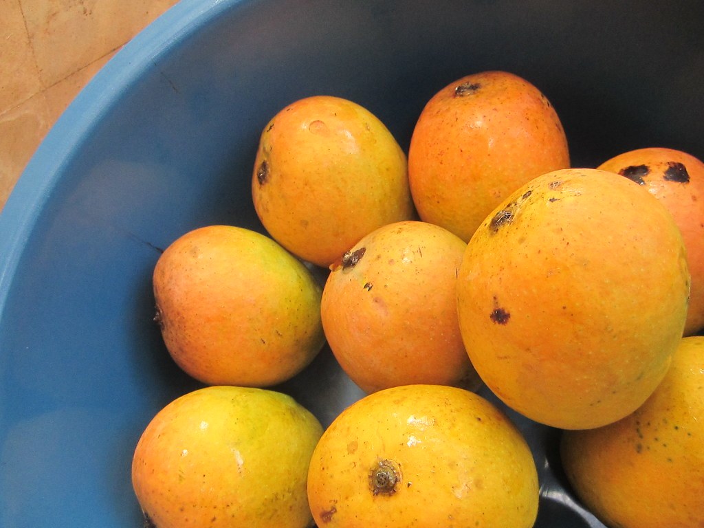 Chorao Mancurad mangoes from the Chorao Island Farmers' Club