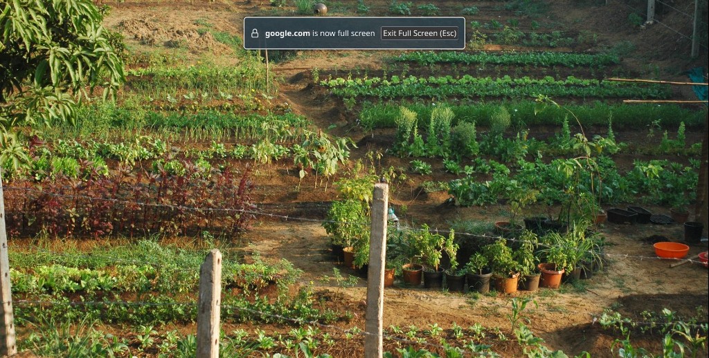 Terraced vegetable beds at Almeida Farm, Taleigao