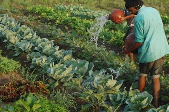 Watering vegetable beds at Gomes Farm, Taleigao