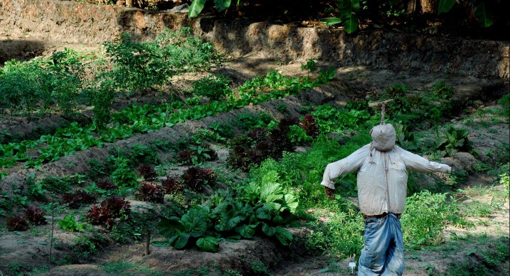 Terraced vegetable beds at Pinto Farm, Santacruz